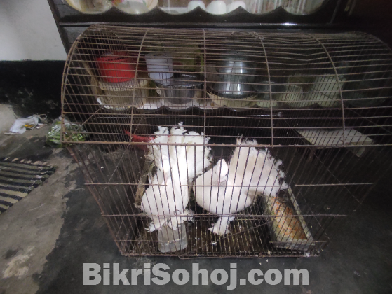লক্ষা কবুতর